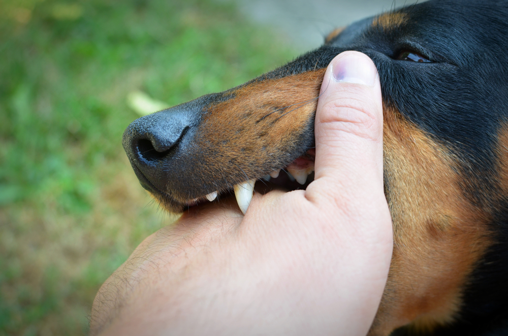 Dangerous dog biting a hand