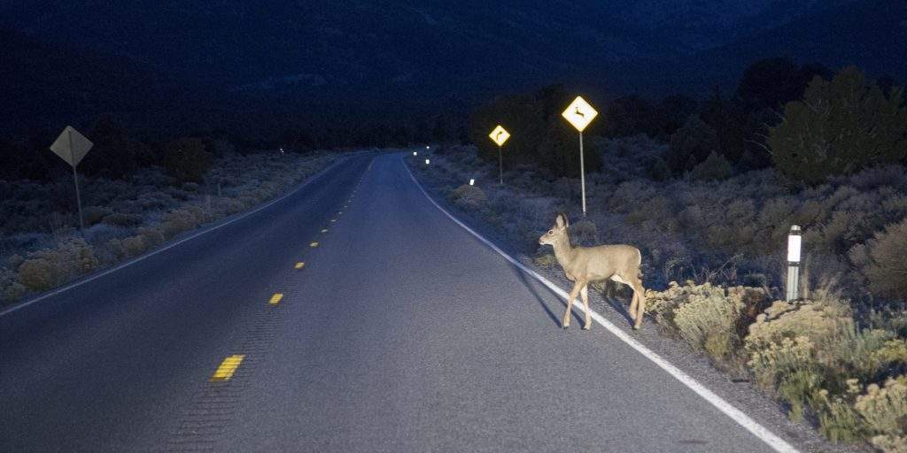 does insurance cover deer hitting car