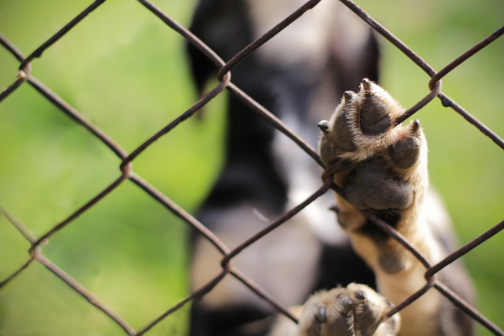 Dog enclosed behind a fence; closeup of dog's paw - dog bite attorney san luis obispo