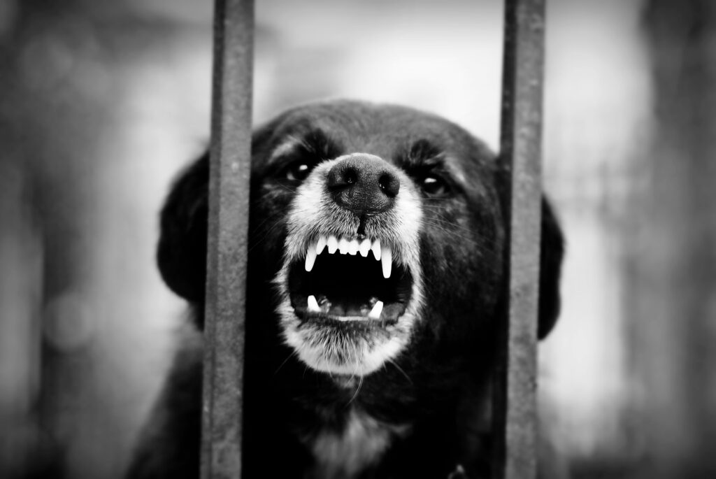San Luis Obispo dog bite injury lawyer