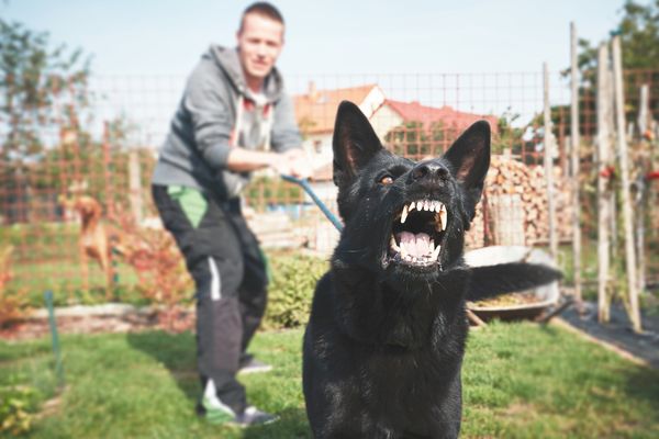 what to do if bitten by a dog